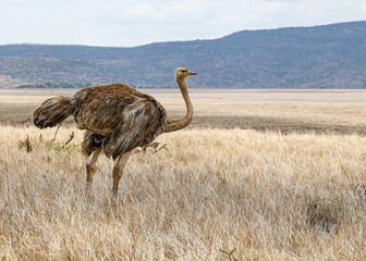 A female Ostrich in Kenya's Borana Conservancy