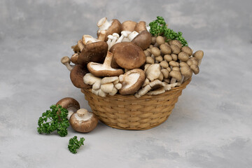 Variety of uncooked wild forest mushrooms in a basket isolated on gray background.