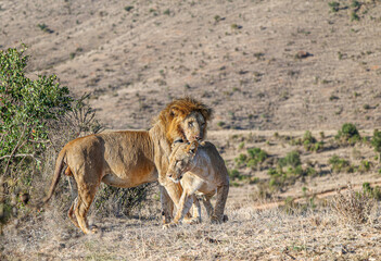 A Lioness in oestrus seeks the attention of a Lion  in Kenya's Borana Conservancy