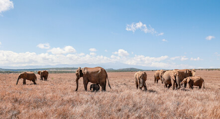 A breeding herd of Elephants with some very young calves