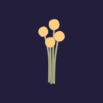 Yellow craspedia, dry flowers. Floral billy buttons on stems with pollen heads. Spring woollyheads blooms posy. Wild flora. Isolated botanical flat vector illustration