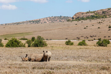 Fototapeta na wymiar A Black Rhino lying down with her calf in Kenya's Borana Conservancy