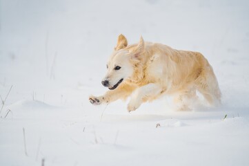 Golden retriever dog running in the snow