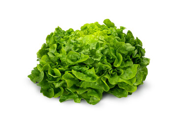Juicy leaves of lettuce isolated on white background. Fresh lolo salad.