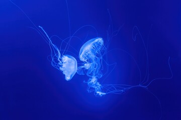 Closeup of beautiful jellyfish in aquarium