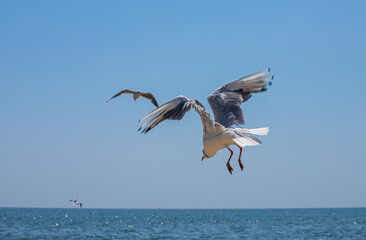 Fototapeta na wymiar Seagull flying in sky. Seagull flying sky as freedom concept
