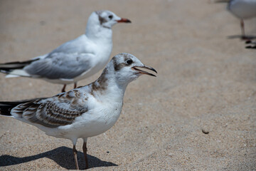 Seagulls on the sand of the sea beach in summer light. Creative natural background: seascape with seagulls