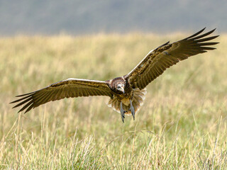 A rarely seen Egyptian Vulture  comes in to land in the Kenya's Maasai Mara