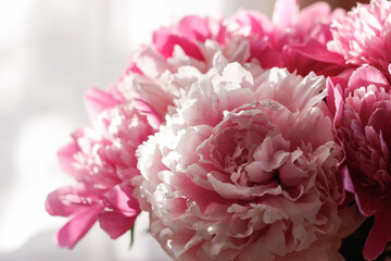 Peonies close-up. Natural background of peony petals
