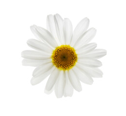 Daisy flower isolated on white background  closeup