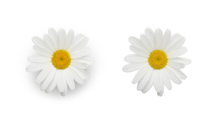 Daisy flower isolated on white background closeup with shadow