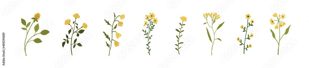 Wall mural Yellow wildflowers set. Wild flowers floral botanical plants. Meadow and field herbs. Delicate summer flowers illustration in hand drawn flat style isolated on white background