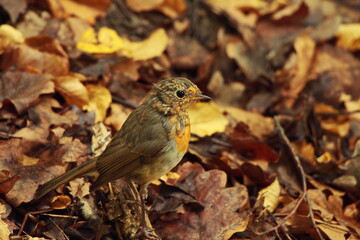 Robin on the ground