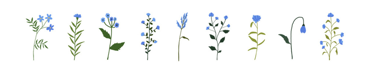 Blue wildflowers set. Wild flowers floral botanical plants. Meadow and field herbs. Delicate summer flowers illustration in hand drawn flat style isolated on white background