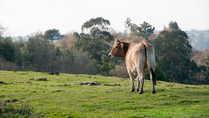 Vaca marrón de espaldas en pradera verde