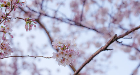 Kwitnące na wiosnę drzewo wiśniowe, pąki kwiatów, może być użyte jako tło.