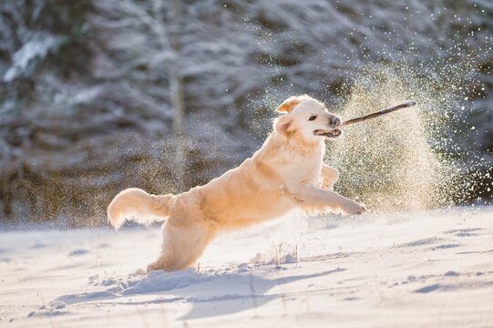 Golden Retriever running with stick in mouth
