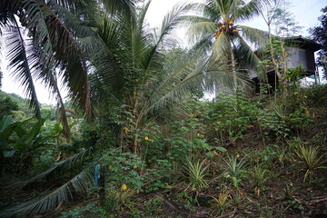 The village landscape photo shows a lot of coconut trees and wooden stilt houses standing on different heights of land, a village in Kalimantan in the morning