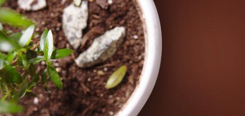 Small bonsai tree with copy space