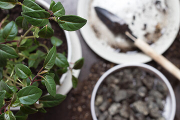 Transplant home flower with copy space