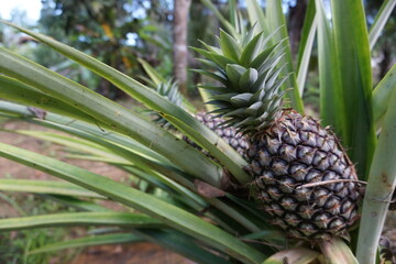Fototapeta premium close up photo of pineapple still on the tree, unripe pineapple is green, looks like a pineapple textured like scales