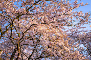 Kwitnące na wiosnę drzewo wiśniowe. - obrazy, fototapety, plakaty