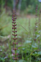 is a small purple flower that grows in the wild, flower name salvia nemorosa, with a blurred background