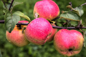 Ripe apples are hanging on a tree branch.