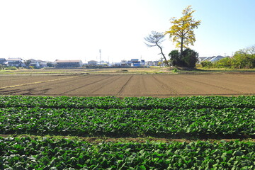 晩秋の郊外のほうれん草畑風景