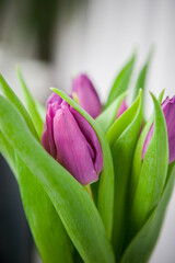 Bouquet of purple tulips on a white background, isolated with copy space.