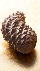 Piña seca de pino sobre fondo dorado