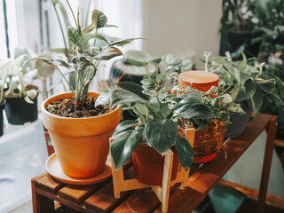 Houseplants in red clay pots on a wooden stand. Urban jungle in the interior. Stylish landscaping of premises