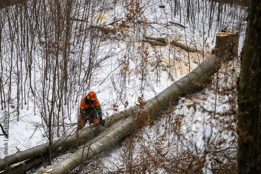 Canvas Prints a lumberjack working in the forest in winter. the carpathian mountains, poland.