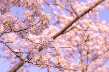 Kwitnące na wiosnę drzewo wiśniowe, pąki kwiatów, może być użyte jako tło. - obrazy, fototapety, plakaty