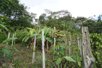 Photo of a pepper plantation, pepper plants are wrapped around ironwood which has been raised to the ground so that it can soar upwards