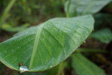 picture of a green banana leaf with lots of raindrops and a small insect trapped in the water...