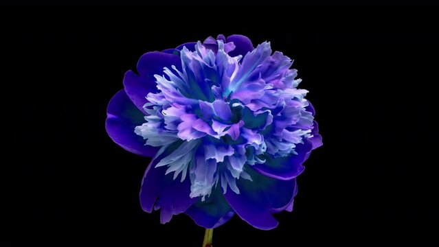 Beautiful blue peony flower blooming on black background. Mothers Day concept. Holiday, love, birthday design backdrop