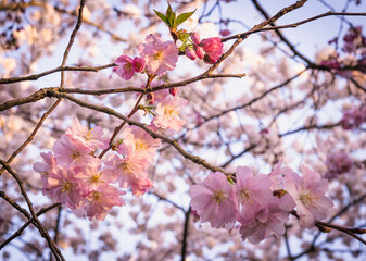 Kwitnące na wiosnę drzewo wiśniowe, pąki kwiatów, może być użyte jako tło. - obrazy, fototapety, plakaty