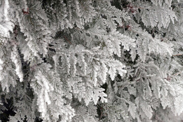 Frosted branch of the thuja tree in the city park