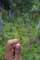 close up photo of freshly picked peppercorns, green in color and with many small grains, on a blurred background