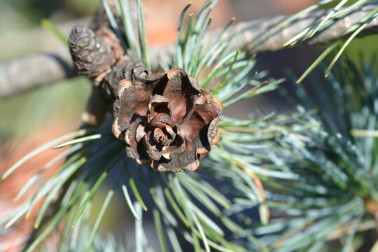 Japanise White Pine Negishi