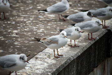 View of seagull standing in border water
