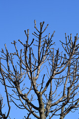 Globehead Common ash