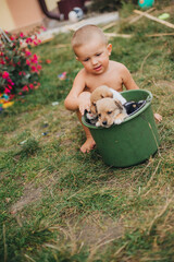 Little boy playing on the green grass with puppies. Little dogs in a bucket. Carefree childhood in the village
