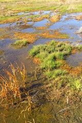 晩秋の青空を映す朝の水溜まりのある湿地風景