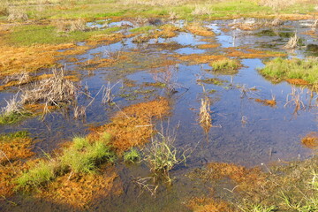 晩秋の青空を映す朝の水溜まりのある湿地風景