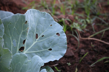 Cabbage damaged by pest close-up, plant pest, Consequences of the invasion butterflies. Spoiling...