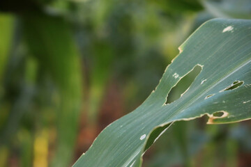corn leaves damaged by pest close-up, plant pest, Consequences of the invasion butterflies....