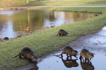Nutrias, Bieber und Enten in einem Park in Deutschland