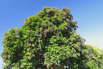 実をつけた晩秋のトウネズミモチの木と青空